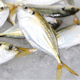 结尾鱼【澳内海鲜】