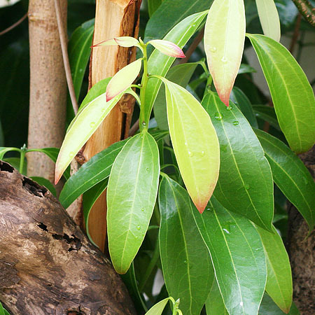 拉丁名 cinnamomum zeylanicum 精油產地 斯里蘭卡 萃取部位 葉子