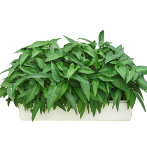 盆栽空心菜(需提前两天遇定)