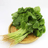 苋菜-广东清远 南方传媒农业基地【不发广东省外】 商品缩略图0