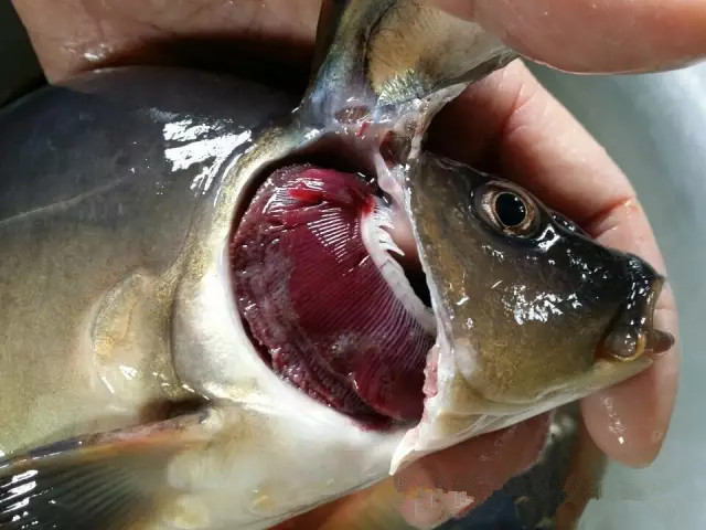 養殖的鯉魚出現如圖所示的症狀,混養的其他魚類均不發病,僅鯉魚發病