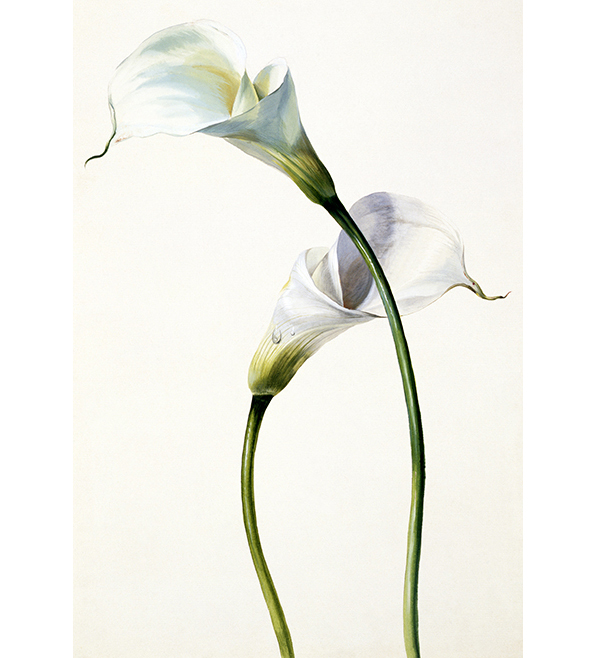 自然百科之马蹄莲 - 一诺创意