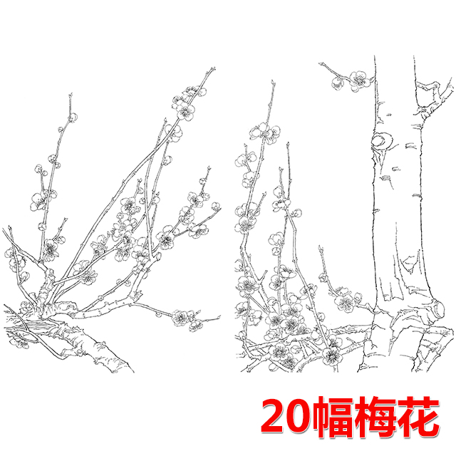 20幅梅花花卉白描合集-無彩圖-整套出售-db21