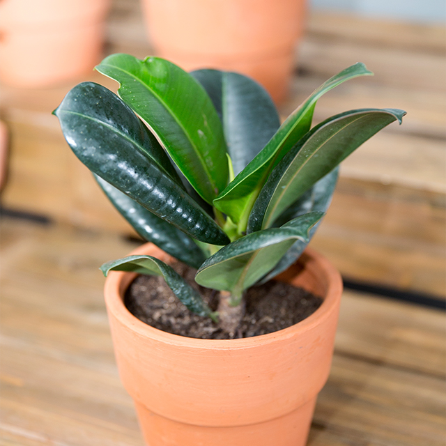 橡皮树盆栽(具体邮费请联系客服,拍邮费链接)