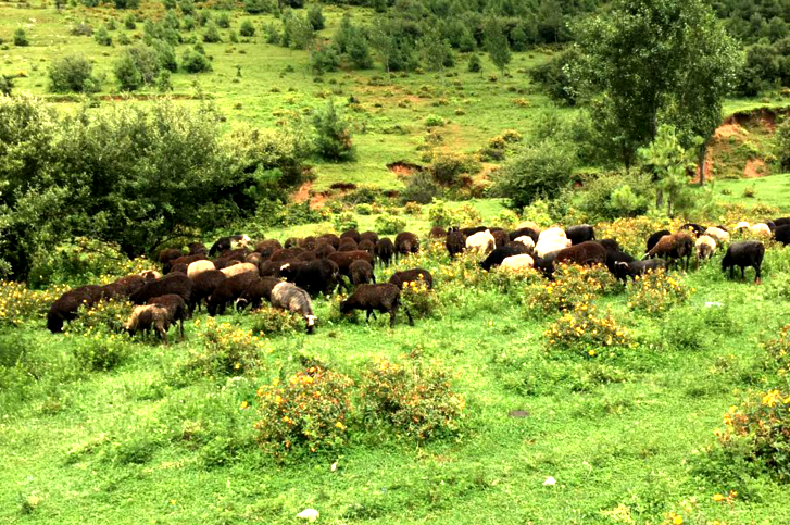 生态红骨羊(整只点杀)