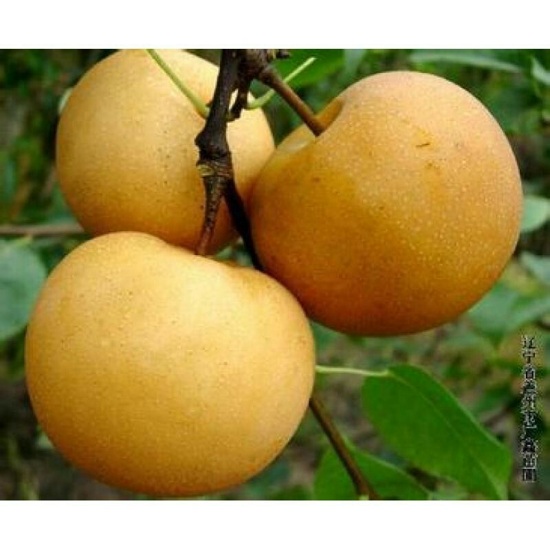 黄金梨