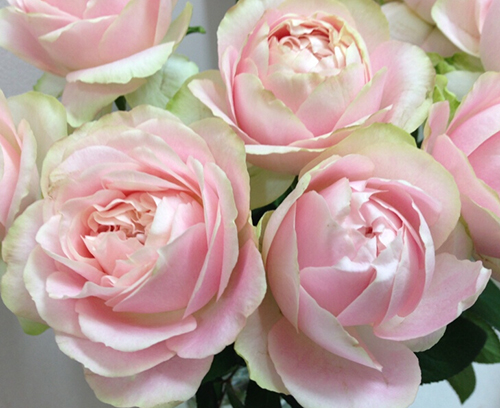 魔果魔果 切花 (团购价为此价格的8.5折)