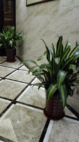 多头巴西铁,高1.2米左右