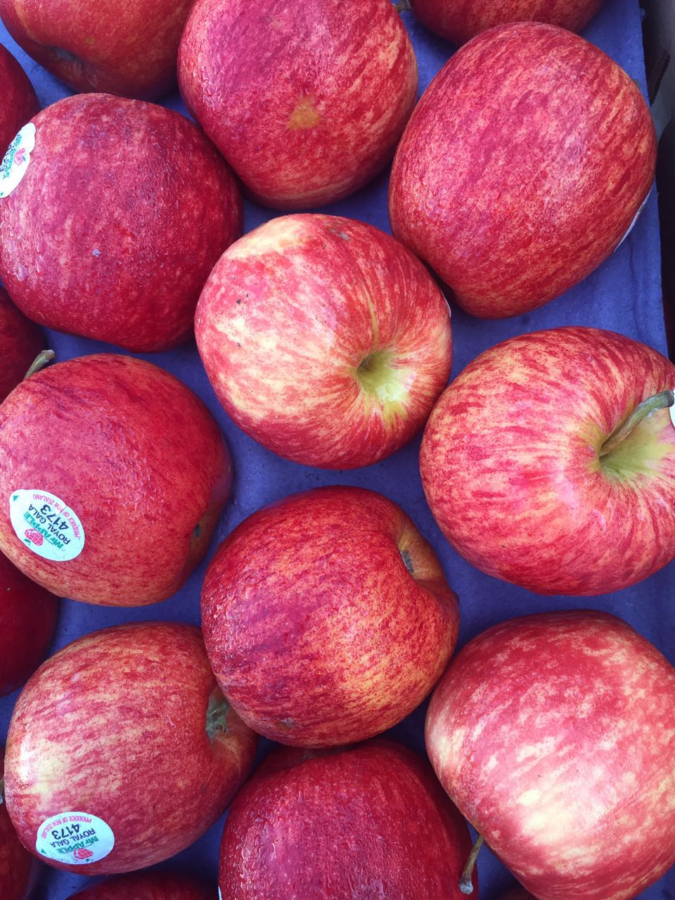 【京津冀包邮】还有好消息公布:新西兰嘎啦苹果(royal gala)来啦!