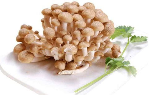 雪榕蟹味菇5斤/袋