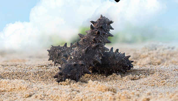 山东长岛刺参(无糖无盐)健脑 益智 养生 养血 礼盒装250g 60头