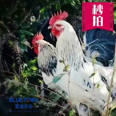 （永久下架）蓝城农业丽水高山禽肉组合装（土鸡+小黄牛） 商品图0