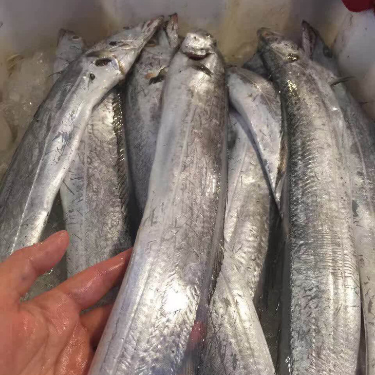 东海野生小黄鱼小白鲳小鱿鱼带鱼 刘老板又满仓啦