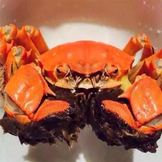 积分兑换 正中阳澄湖大闸蟹周氏180 商品图4