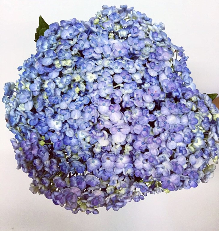 sunday sale|oh my god 爱莎绣球单枝限时拼团,送小池塘花瓶