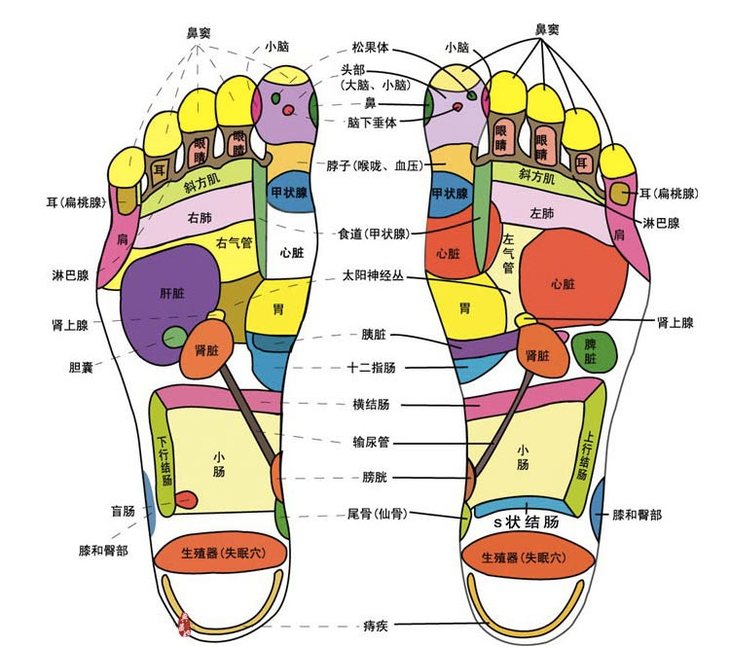 脚底疼痛对应的器官图_脚底疼痛部位图解_图解疼痛脚底部位图片