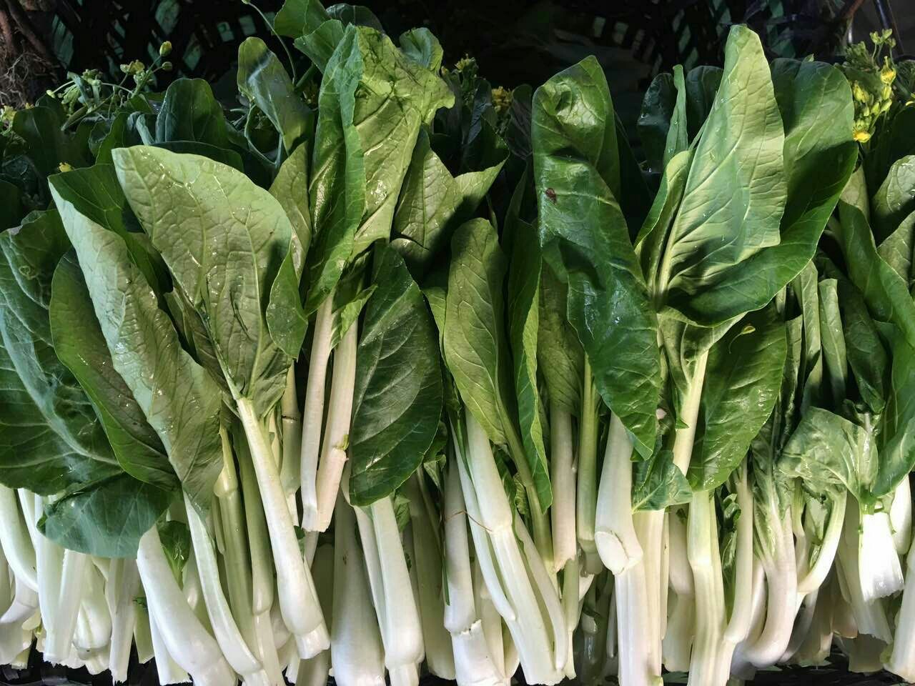 301 本地白菜心 500克