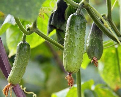 短球黄瓜(斤) 价格以超市同步价为准 00279