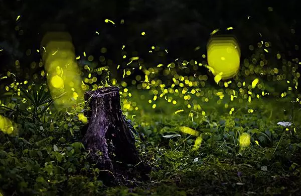 【妈网特惠】十一带孩子去昆山金鹰奇幻森林看萤火虫展