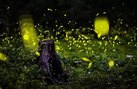 【妈网特惠】十一带孩子去昆山金鹰奇幻森林看萤火虫展