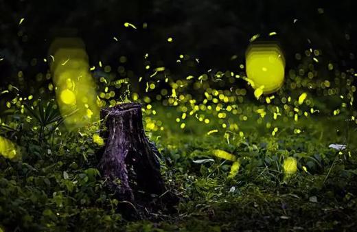 【妈网特惠】十一带孩子去昆山金鹰奇幻森林看萤火虫展 商品图0