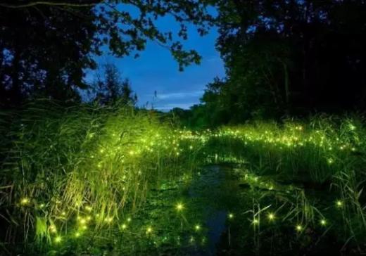 【妈网特惠】十一带孩子去昆山金鹰奇幻森林看萤火虫展 商品图1