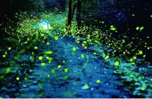 【妈网特惠】十一带孩子去昆山金鹰奇幻森林看萤火虫展 商品图2