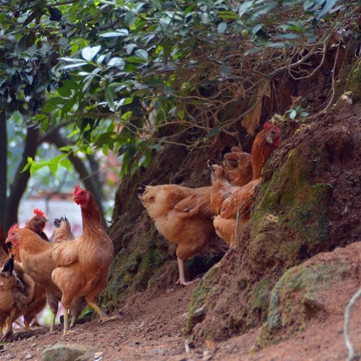 江山国宝鸡 白银耳鸡顺丰冷链到你家