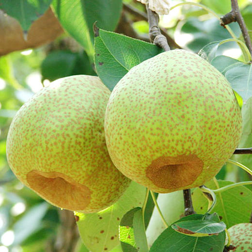 正宗莱阳梨10斤装