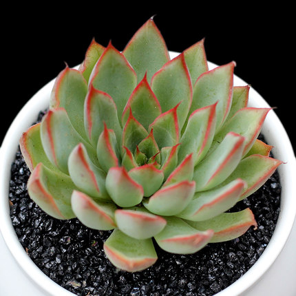 多肉植物 天剑座