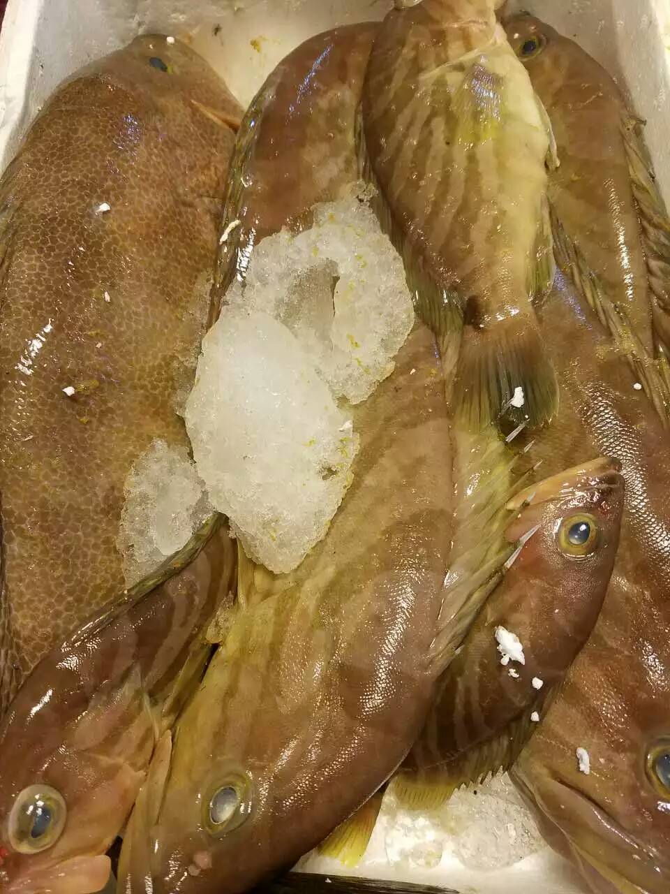 【高端野生垂钓深海鱼定制】黄丁1斤装(深海鱼类供应限量,下单前请