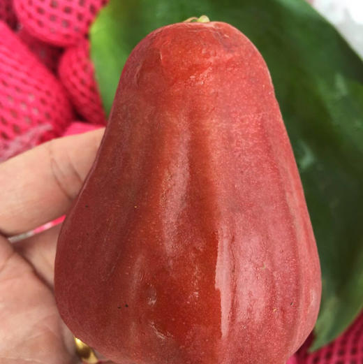 「水果优选」黑珍珠莲雾 商品图0