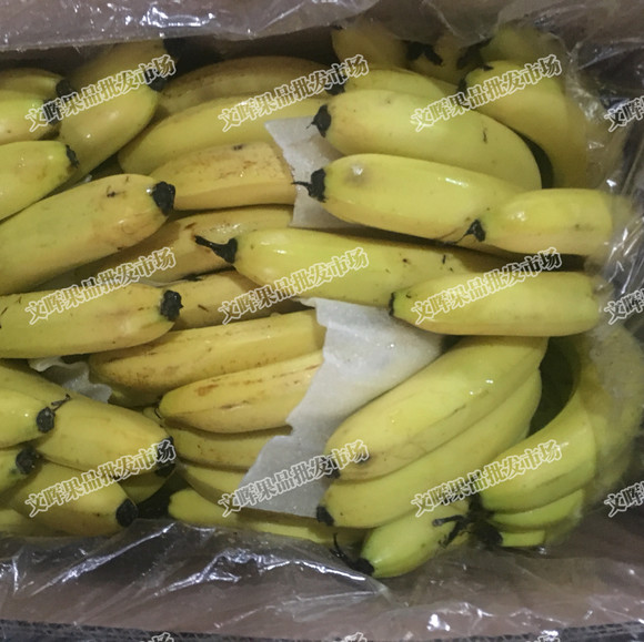 精品国产香蕉 约1.75\/斤 按箱结算