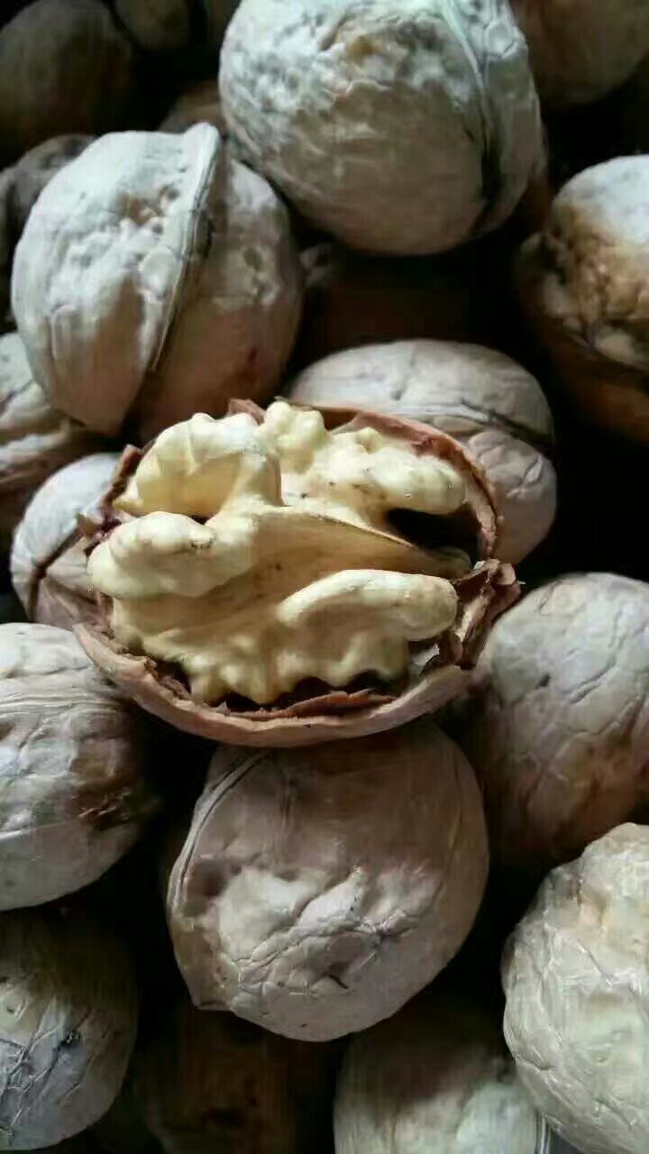 陕西彬县黄土高塬特产 之 柿饼