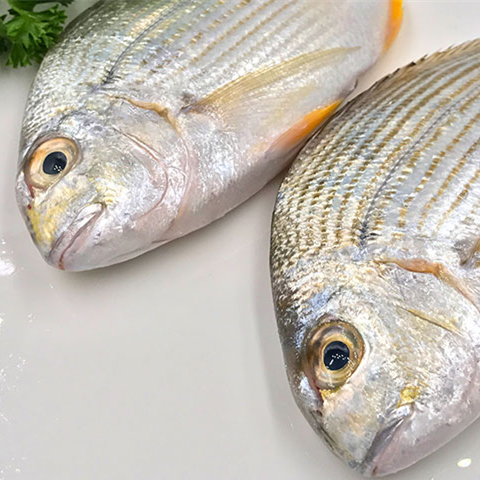 麦小鲜-【野生海鲜】班头鱼(黄绸鲫)