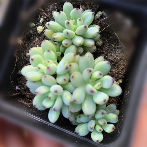 临溪进口多肉【黑莓群】新品上架~团购包邮~颜色饱满!