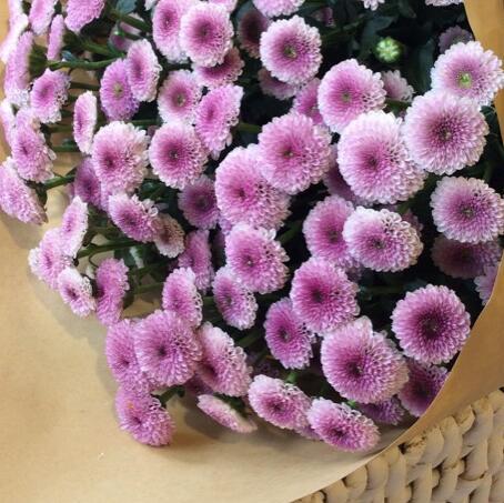 特价纽扣菊仅限门店自提