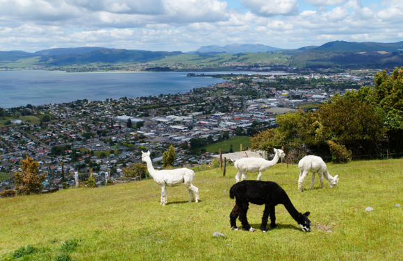 【新西兰】新西兰微留学 - 改变孩子一生的学习