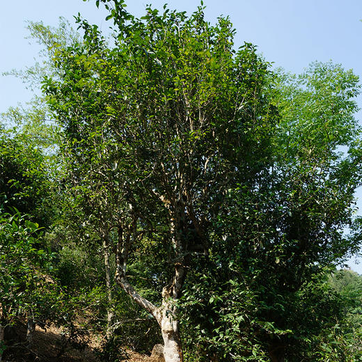 onetree古树茶园 | 哈尼族世代守护300年的野生古茶树