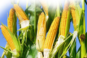 美国玉米自交系分群的历史原因（一）