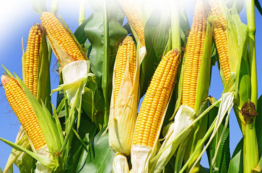 美国 玉米自交系分群的历史原因（6） 商品图0