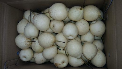 【易县张天峪】无公害山地小鸭梨5斤装 商品图2