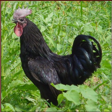 高山散养黑山凤土鸡