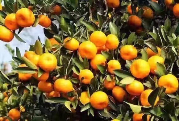 南丰蜜橘 正宗江西抚州特产新鲜桔子纯天然蜜
