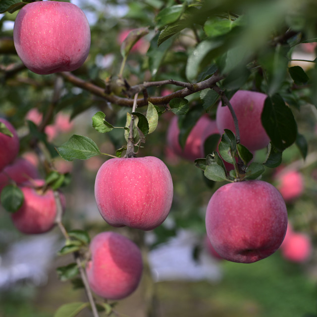 霜降后摘采的苹果·精品纯富士