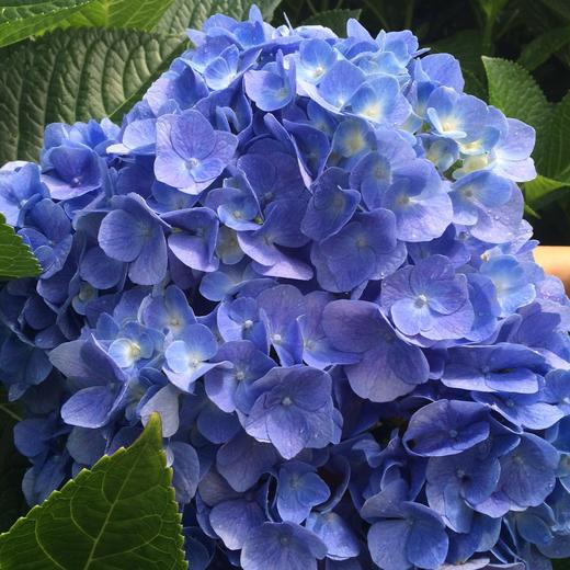 P168湖蓝-蓝色多头30枝/件 商品图0