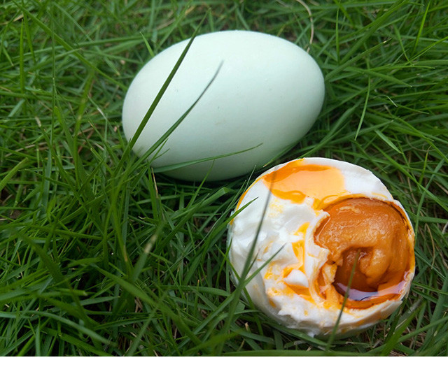 广西红树林海鸭蛋