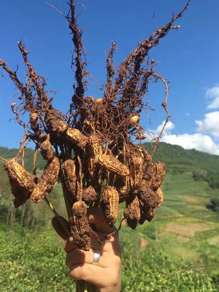 云南七彩野地花生1000go吾禾