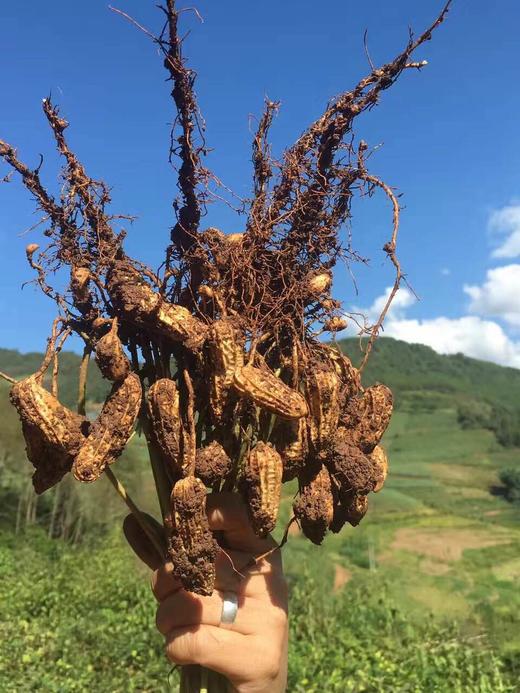 云南七彩野地花生1000gO吾禾 商品图1