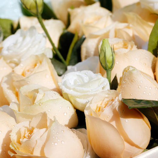 白月光—33朵香槟百合花束送女友送爱人朋友爱情祝福生日表白送花